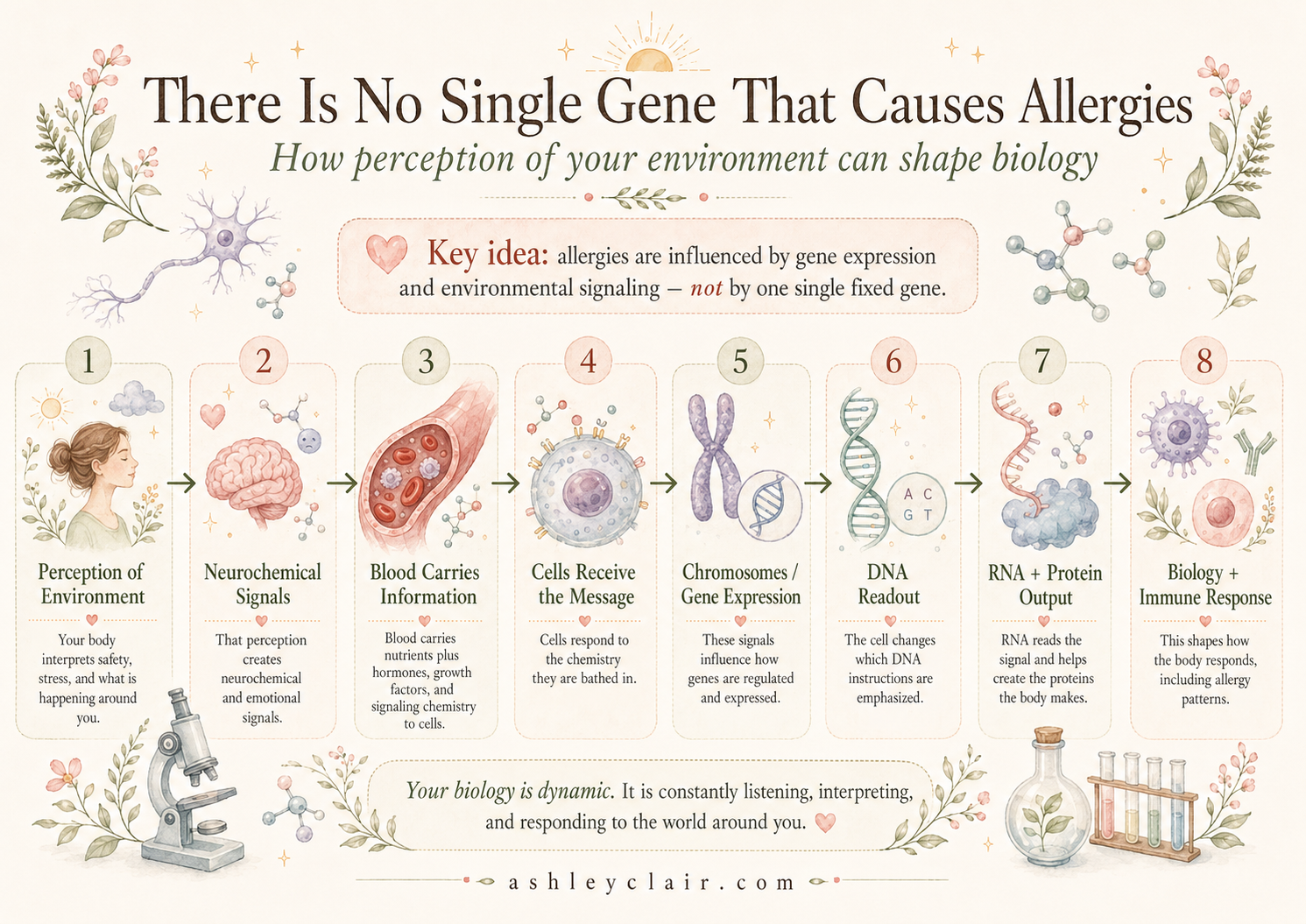 Infographic: There is no single gene that causes allergies. How perception of your environment can shape biology, from perception of environment through neurochemical signals, blood chemistry, cell response, gene expression, DNA readout, RNA and protein output, to biology and immune response.